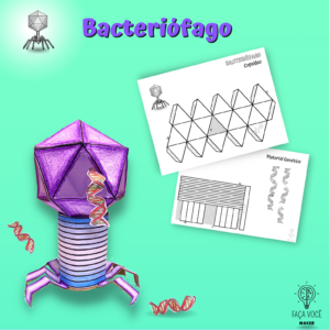 Bacteriófago