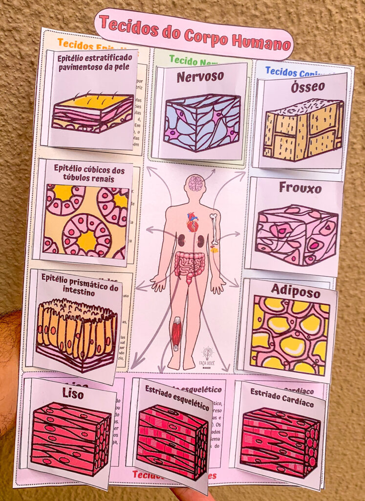 Tecidos do Corpo Humano (Resumóvel) – Faça Você Maker