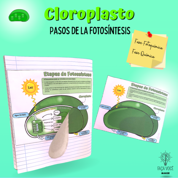 Cloroplasto (Pasos de la fotosíntesis)