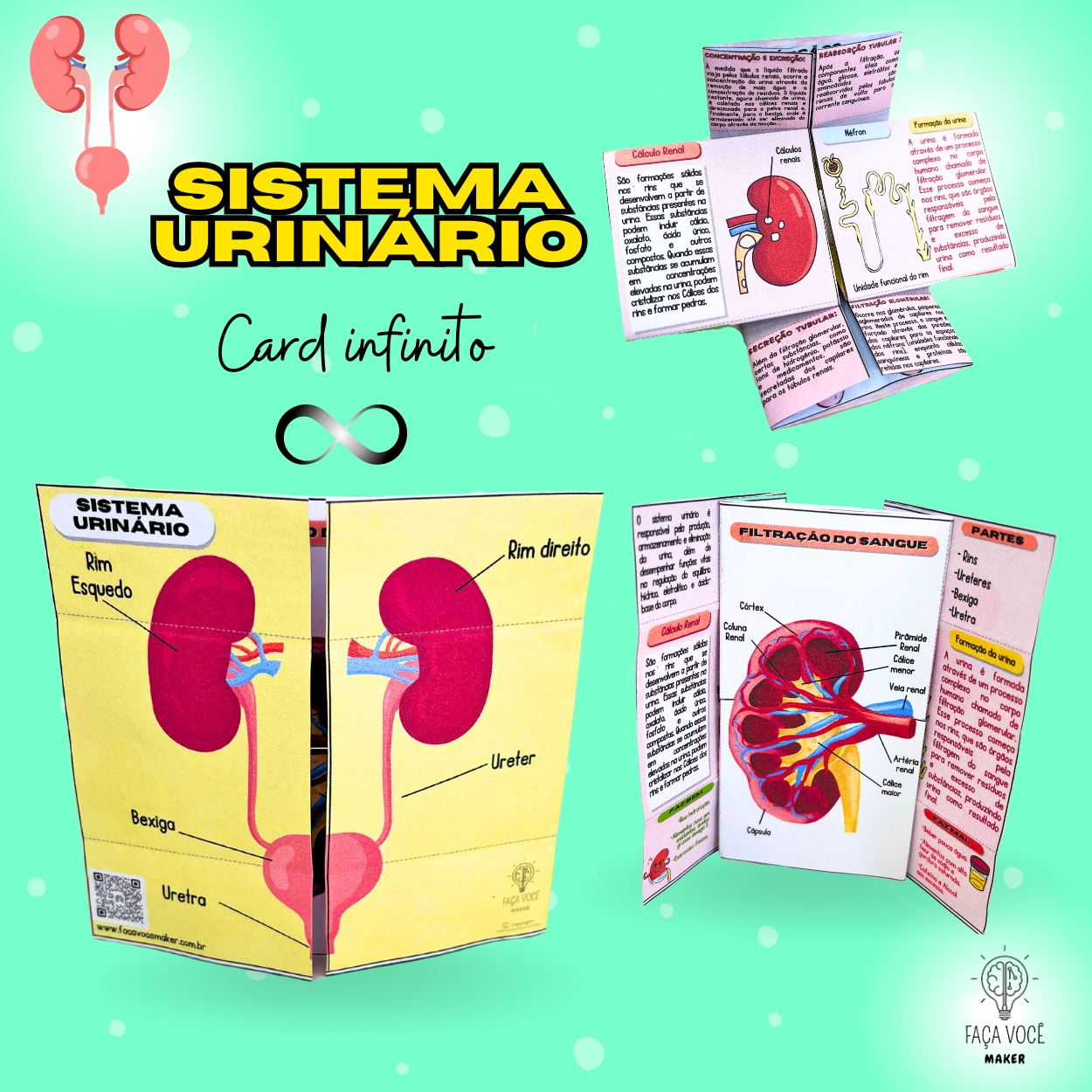 Exerc cios Sistema Urin rio Pdf RETOEDU