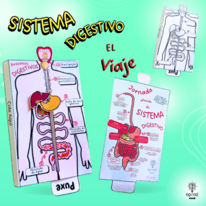 Sistema Digestivo (Español)
