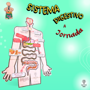 Sistema Digestório (Maquete)