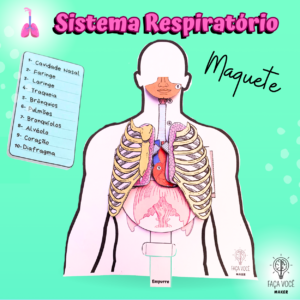 Sistema Respiratório (Maquete)