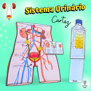 Sistema Urinário (Maquete)