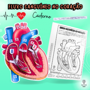 Fluxo do sangue no Coração