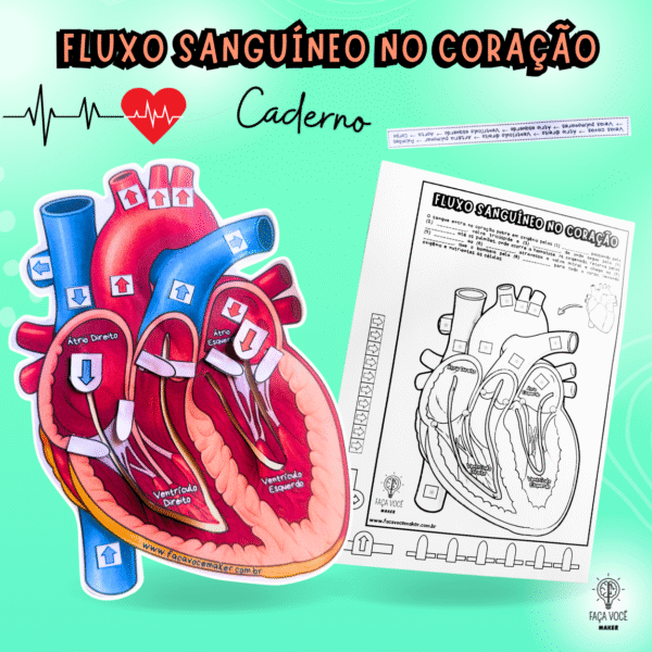 Fluxo do sangue no Coração