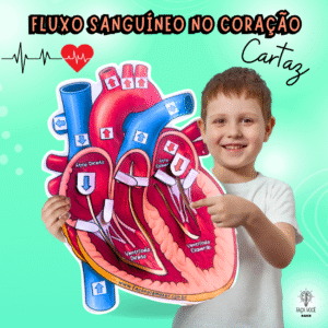 Fluxo do sangue no Coração (Maquete)