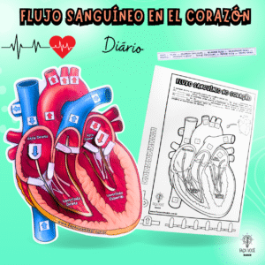 Flujo Sanguíneo en el Corazón