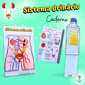 Sistema Urinário (Caderno)