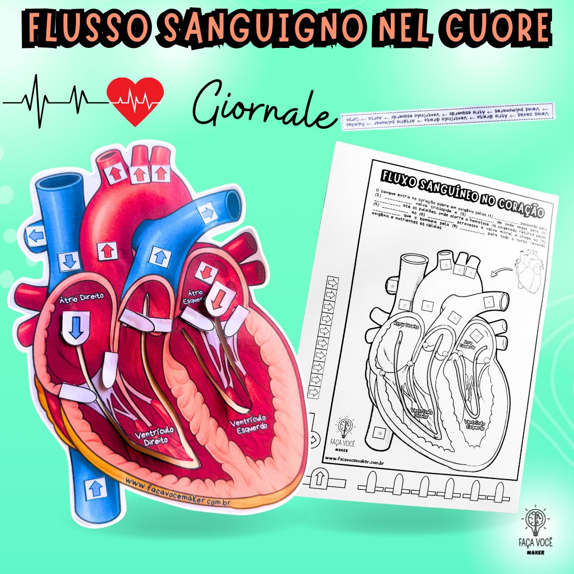 Flusso sanguigno nel cuore (Italiano)