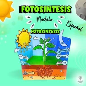 (Español) Fotossíntesis
