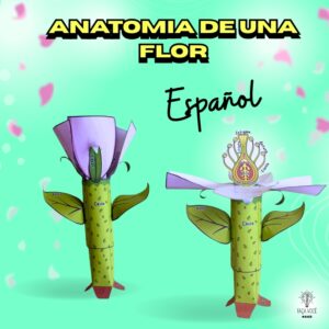 Anatomia de una Flor (Español)