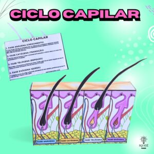 Ciclo Capilar 3D