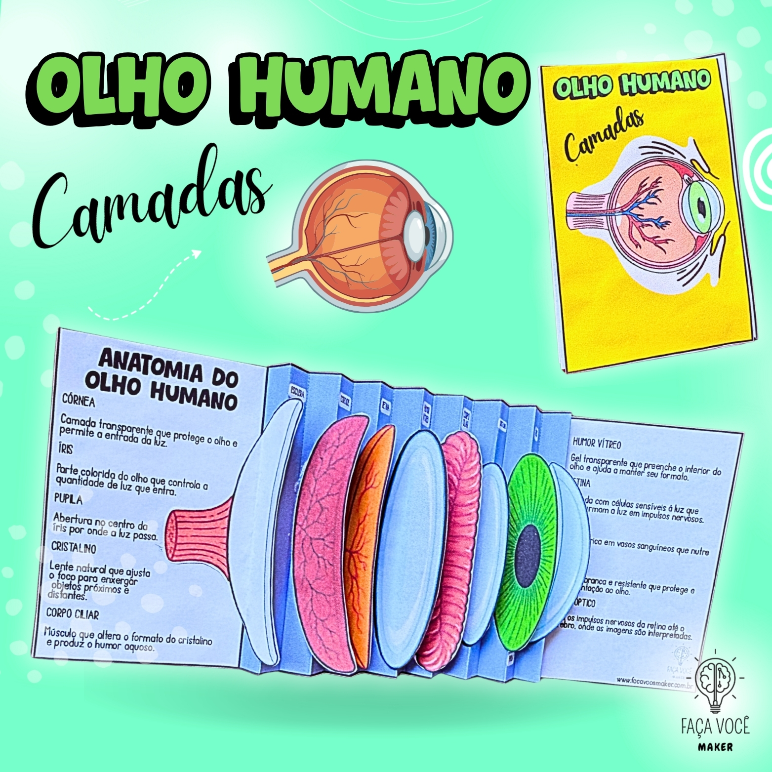 Camadas do Olho Humano