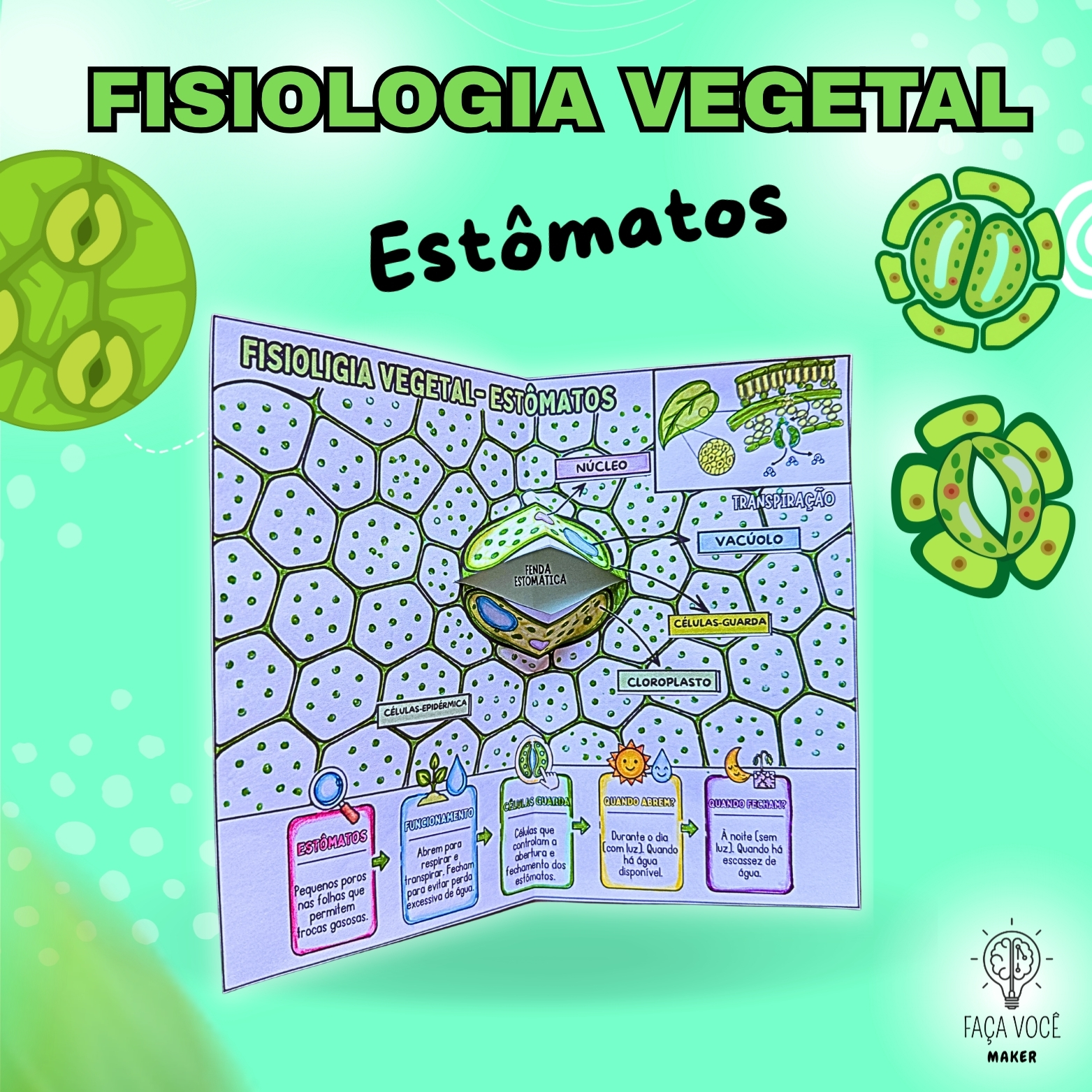 Estômatos (Anatomia e Fisiologia)