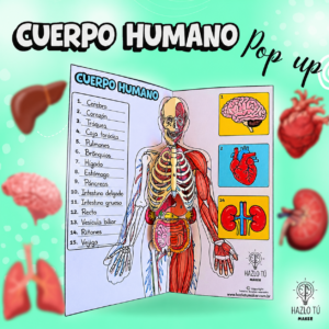 Cuerpo Humano (Español)