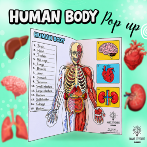Human Body (English)